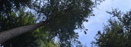 Sangla Kalpa Taxi Tour